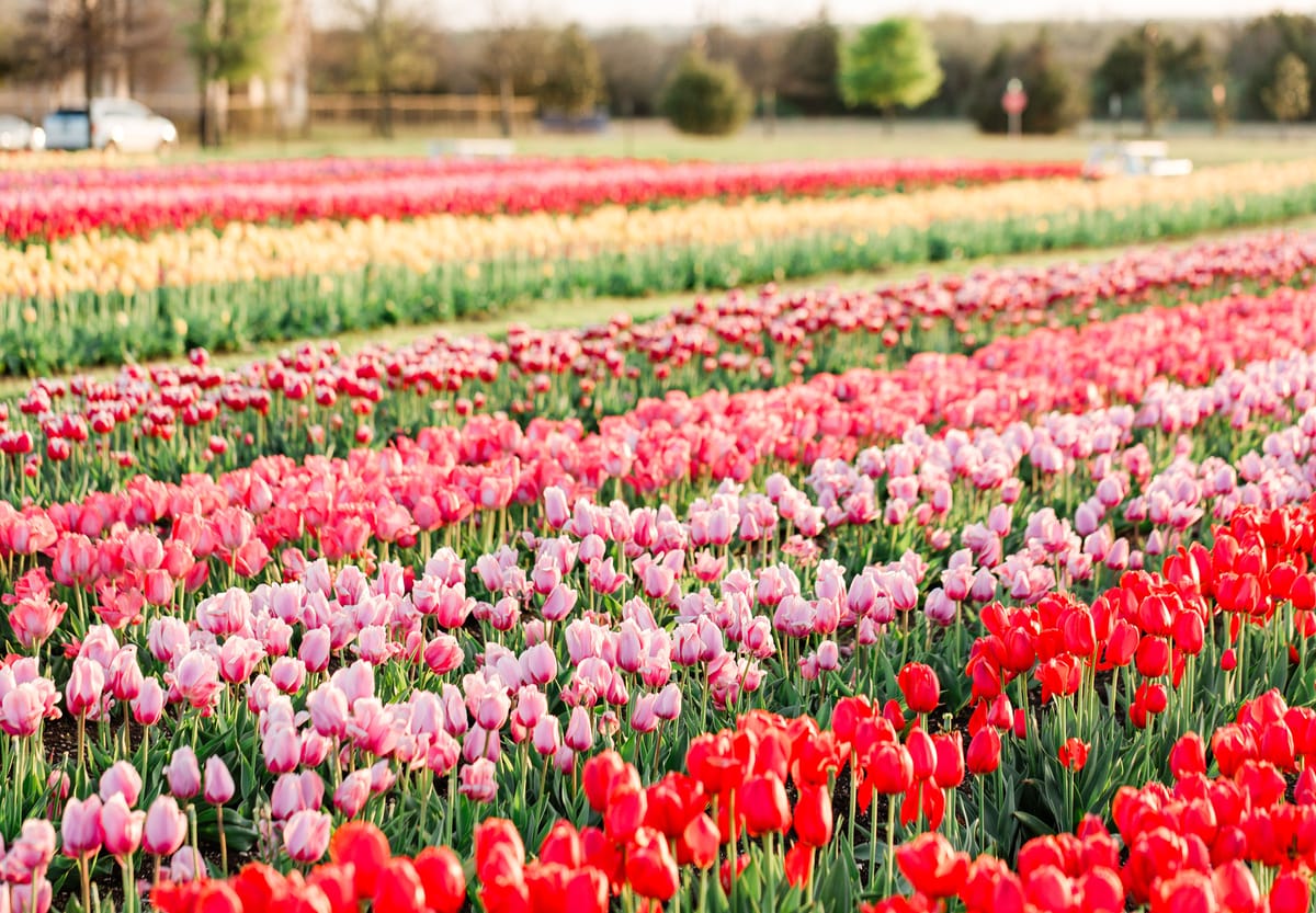 2025 Tulipalooza to benefit local charities, opens Feb. 28