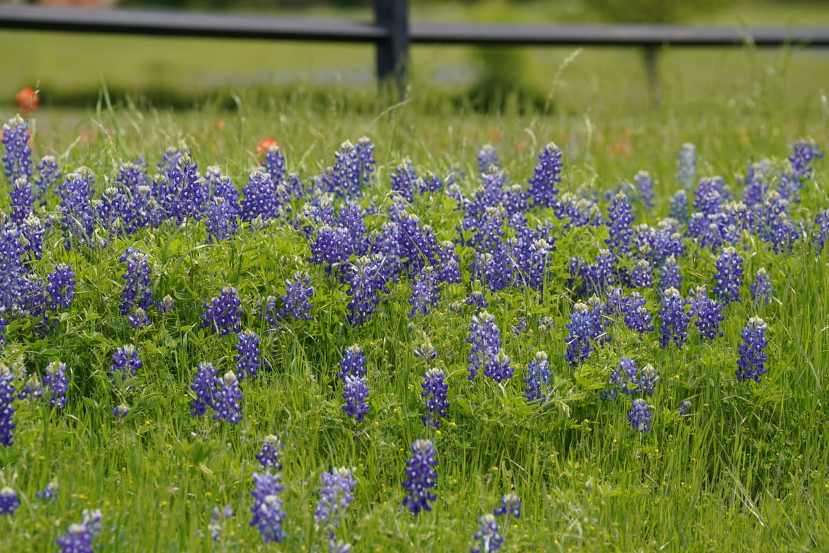 Ennis' bluebonnets recognized by National Geographic