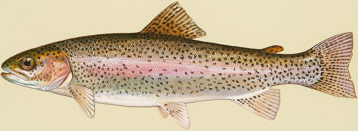 Rainbow trout stocking set for Dec. 2 at Ellis County locations