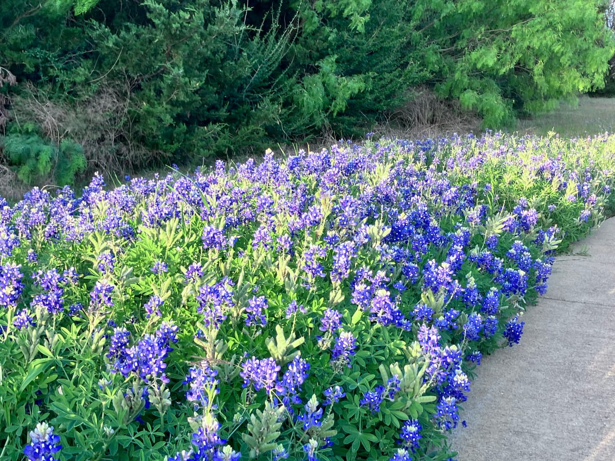 Ennis’ Bluebonnet Trails underway; festival slated for April 17-19