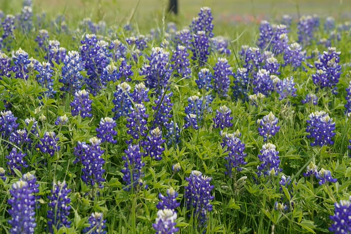 A photograph of a bluebonnet field.